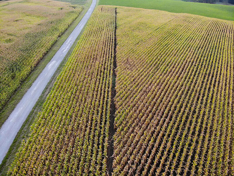 Corn row cutoffs aerial cornfield scouting MAC's Ag Services Wisconsin